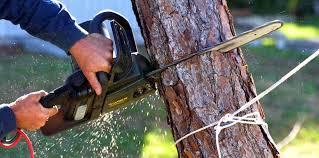 Best Commercial Tree Services  in North Myrtle Beach, SC