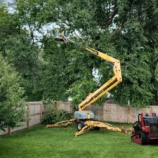 Best Tree Disease Treatment  in North Myrtle Beach, SC