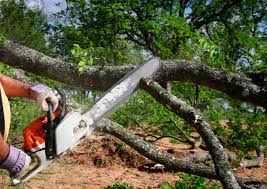 Best Arborist Consultation Services  in North Myrtle Beach, SC