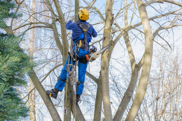 Reliable North Myrtle Beach, SC Tree Care Solutions