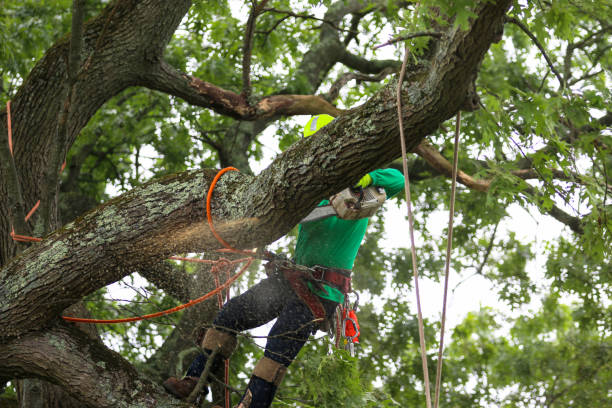 How Our Tree Care Process Works  in  North Myrtle Beach, SC