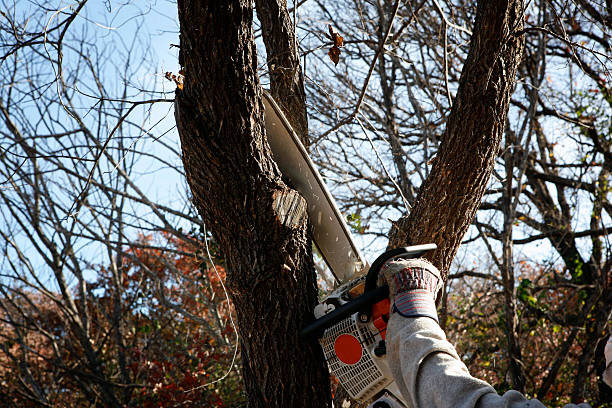 Best Tree Cabling and Bracing  in North Myrtle Beach, SC