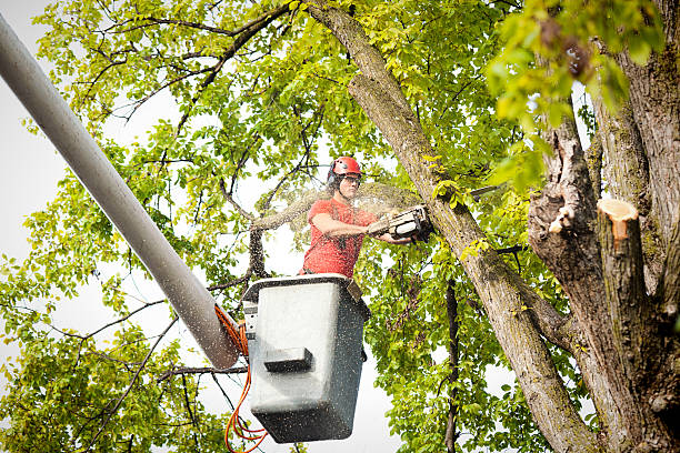  North Myrtle Beach, SC Tree Care Pros