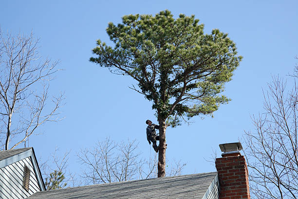 Best Tree Health Inspection  in North Myrtle Beach, SC